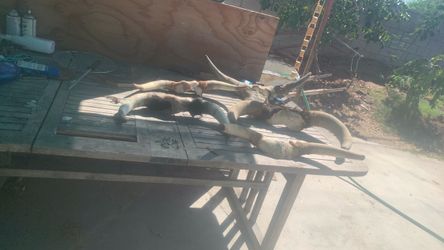 Bull horns
