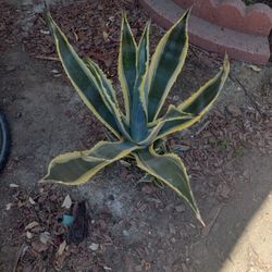 Agave Plant