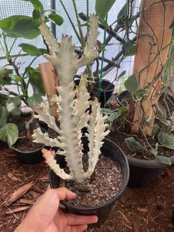 Specialty***Big/full/lush***Ghost Cactus, dragon bone cactus, one gallon pot; 95820