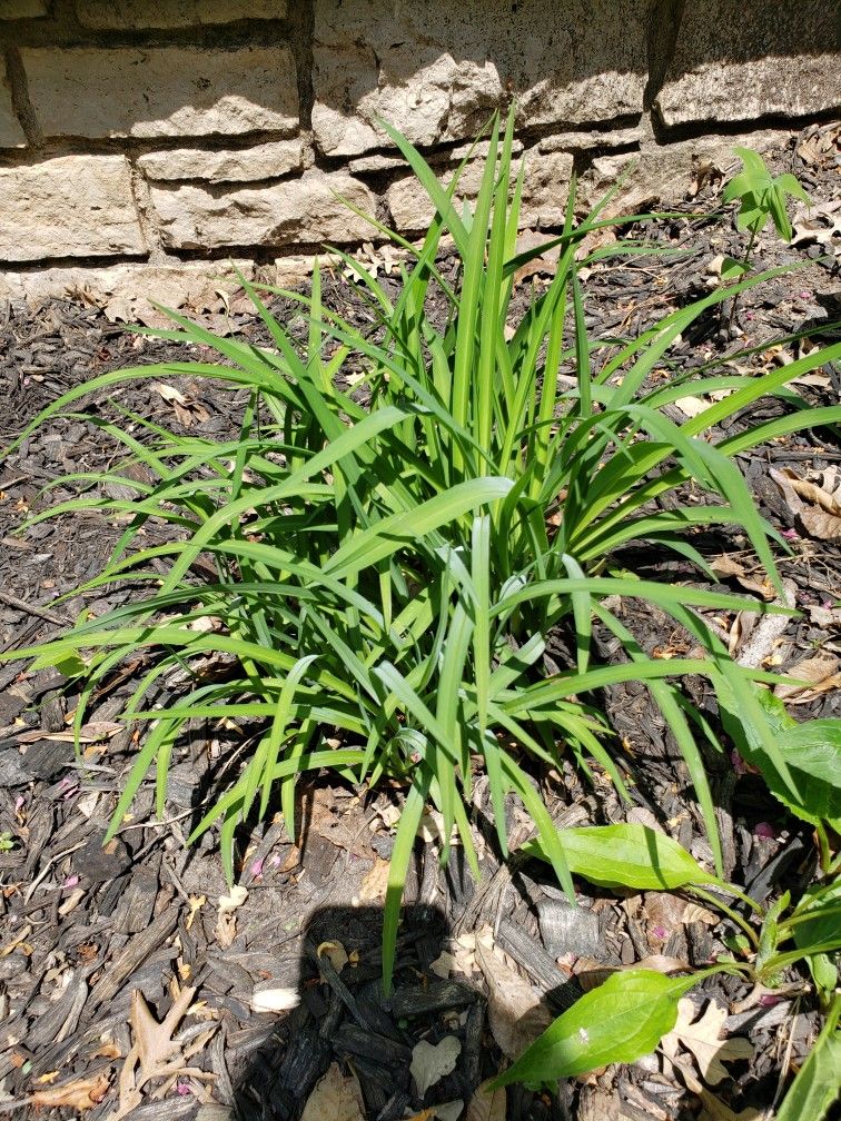 Daylily Stella D oro