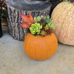 Medium Succulent Pumpkins