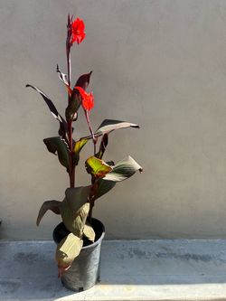 Canna Lily Plant