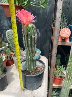 Cactus Trichocereus bonita flor
