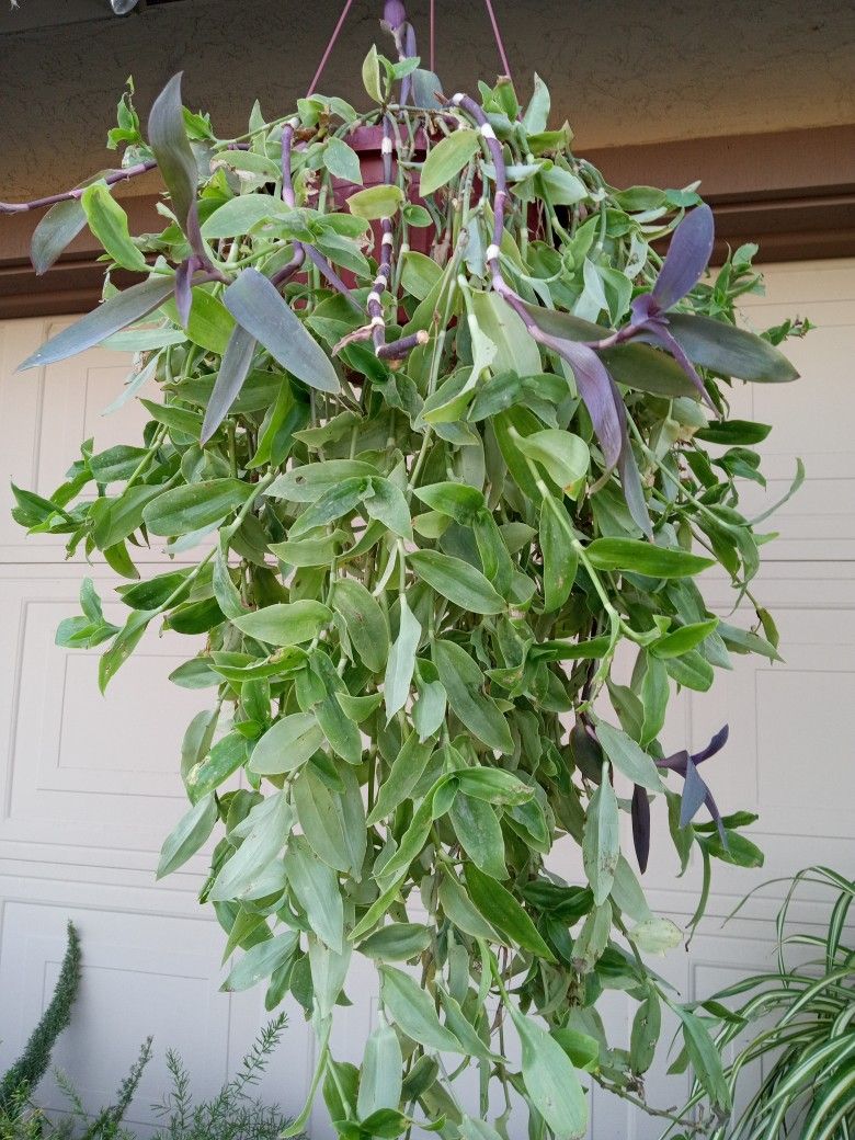 plantas trasendentia for Sale in Livingston, CA OfferUp