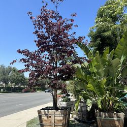 Cercis Redbud Forest Pansy Tree 36” Box 