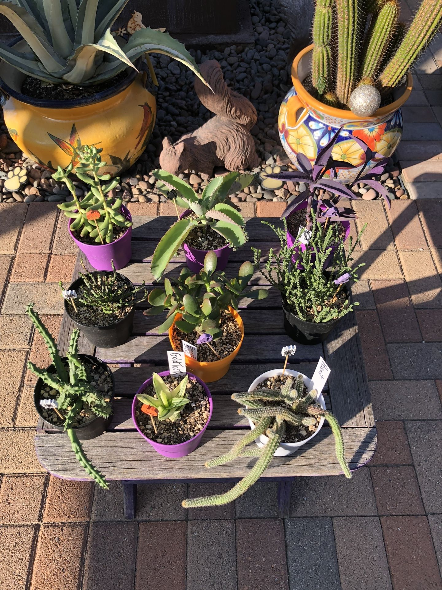 A Variety Of Succulent Plants 3 For $10.00