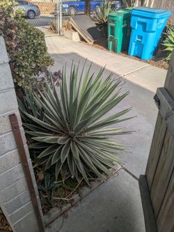 Free Native Plant - Must Dig Out