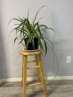 Spider Plant Houseplant