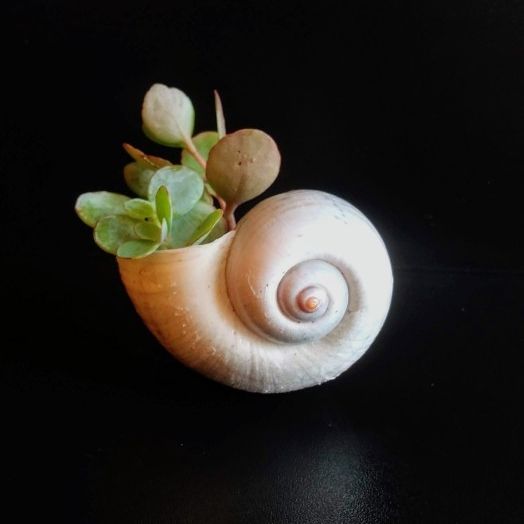 Succulent Shell Planter