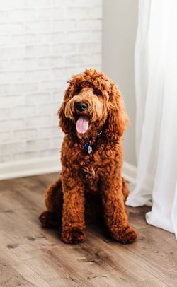 GOLDEN DOODLE