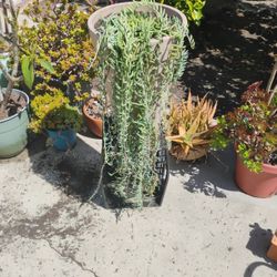 Waterfall Succulent 