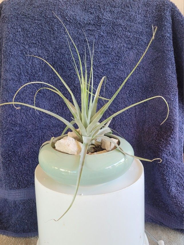 AIR PLANT