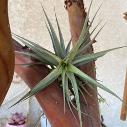 AIR PLANT Cuttings $5.00