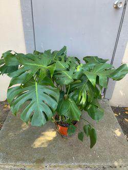 Monstera Deliciosa Swiss Cheese House Plant 8” Pot