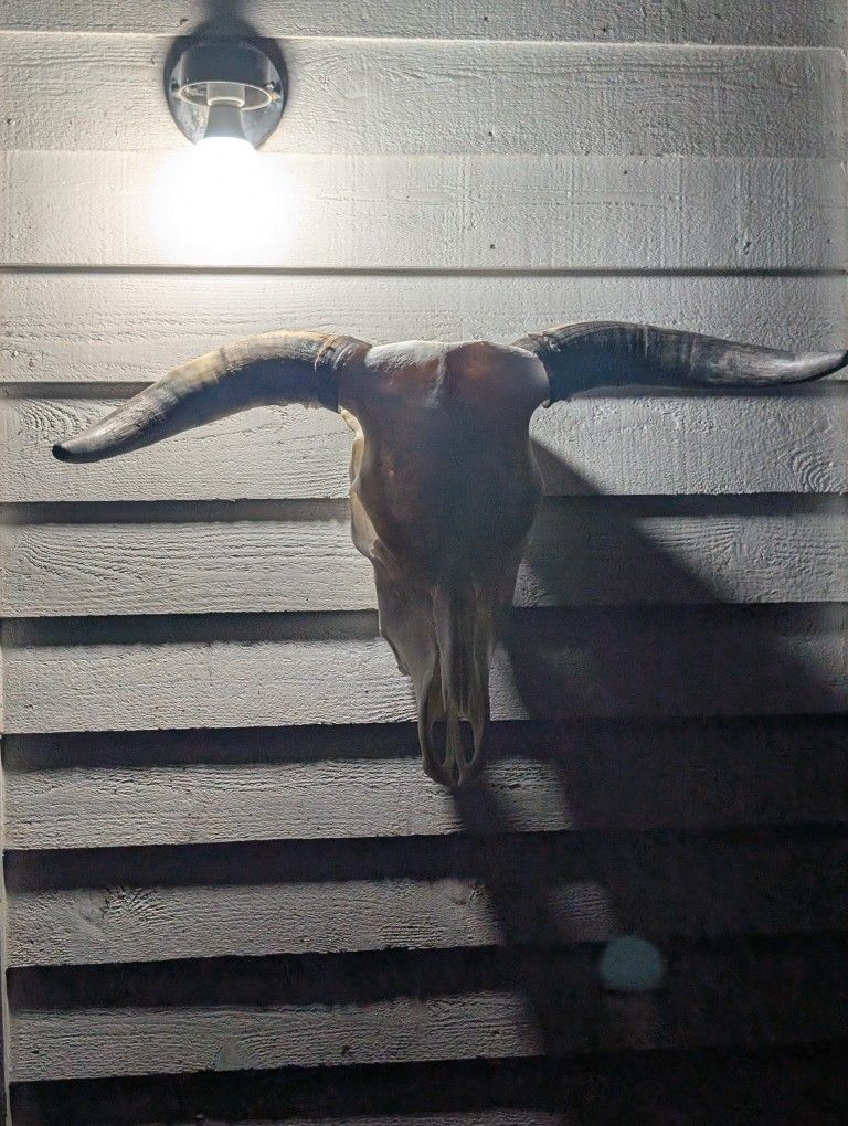 Cow Skull