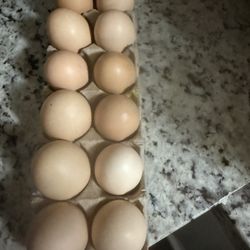 eggs