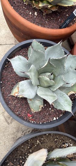 Agave Paryi