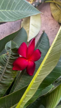 Plumeria cuttings