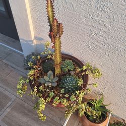 Potted Succulents 