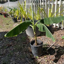 Dwarf Banana Tree