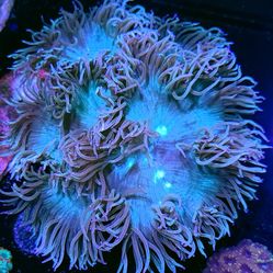 Massive Purple Tip Elegance