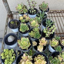 $2 Succulents 