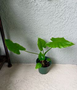 Alocasia  Odora  plant