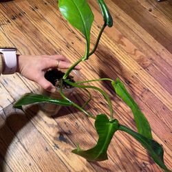 Philodendron Joepii Plant (6leaves)