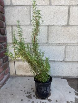 Rosemary plant