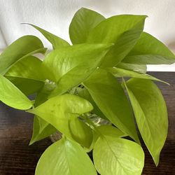 Water Rooted Cuttings Of Neon Pothos -B