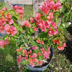 Coral Bouganvillea Vine $45.00