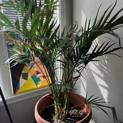 Large Palm Plant Indoor All Year