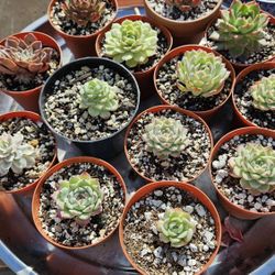 Succulent Potted