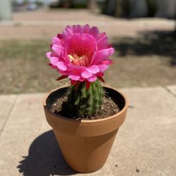 Torch Cactus Trichocereus Grandiflorus Plant 