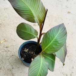 CHEAP! Large Red canna lilies