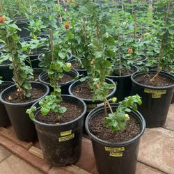 Jasminum S. Grand Plant