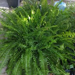 Bonito Helecho ,,Nice Plant Fern ,,$27