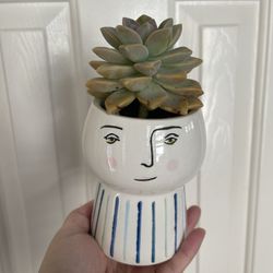 Beautiful Succulent Plant With Cute Pot