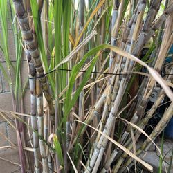 Sugarcane 