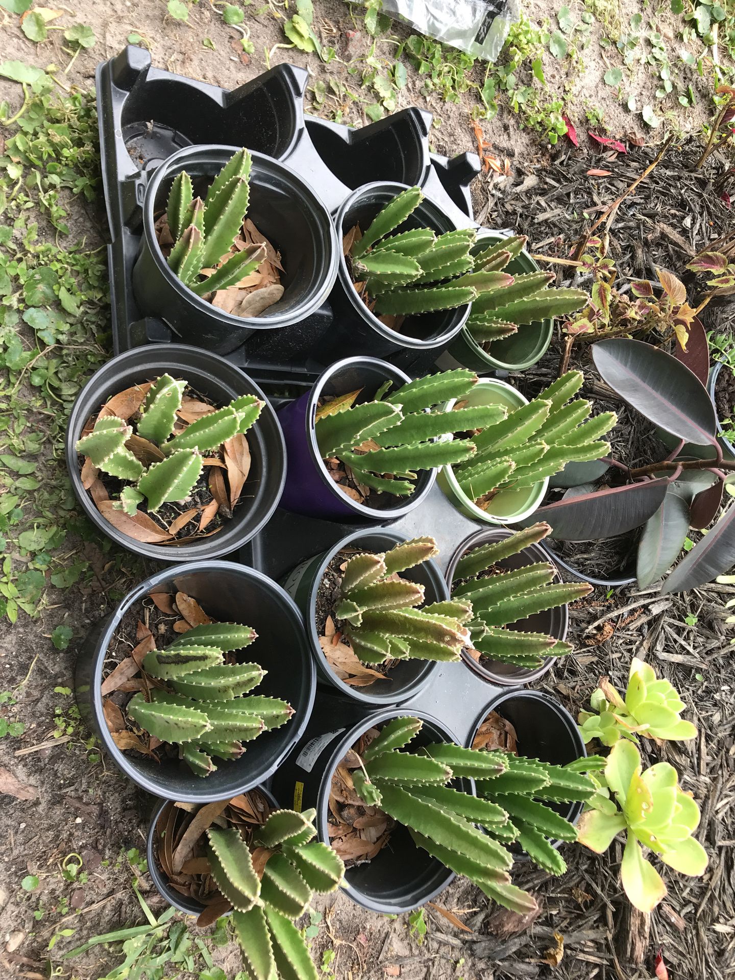 Succulent