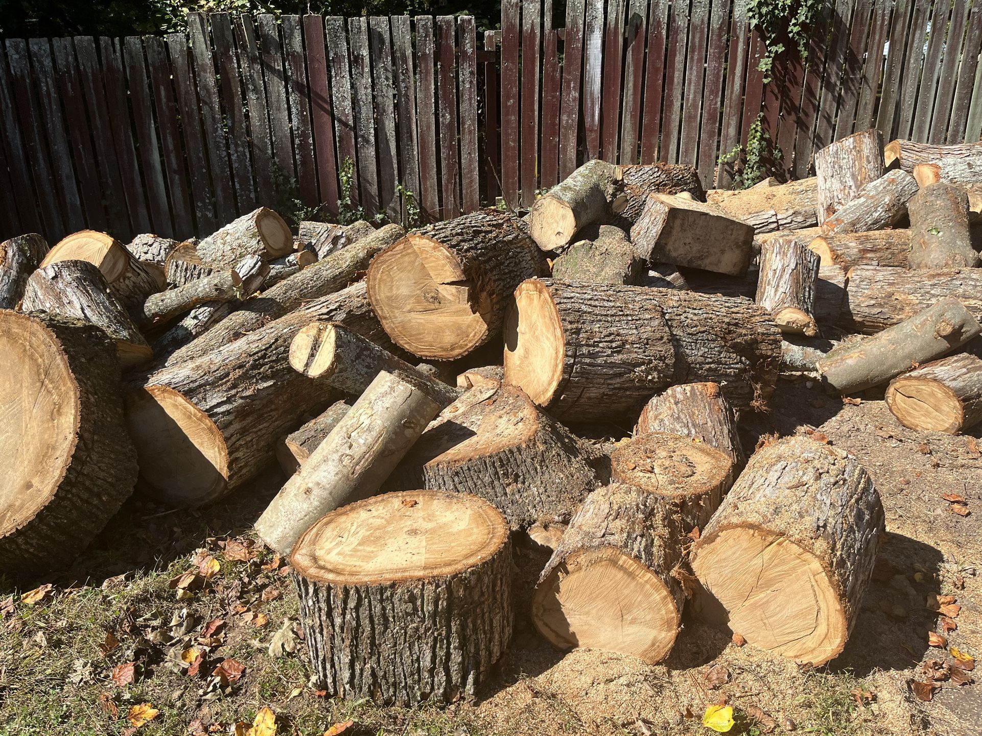 Freshly Cut Oak Firewood Logs