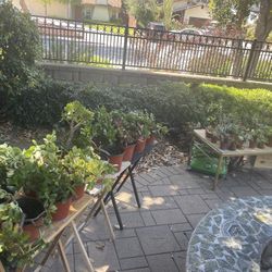 🪴HUGE PLANTS SALE!!! 🪴