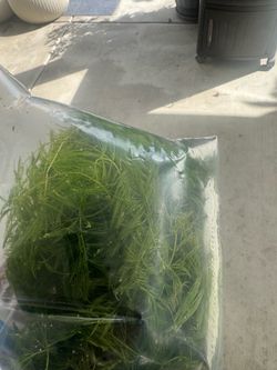 Water aquatic plant