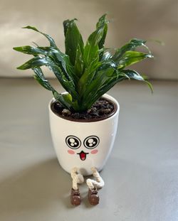 Easy Peasy Dracena Janet Craig in Whimsical Planter