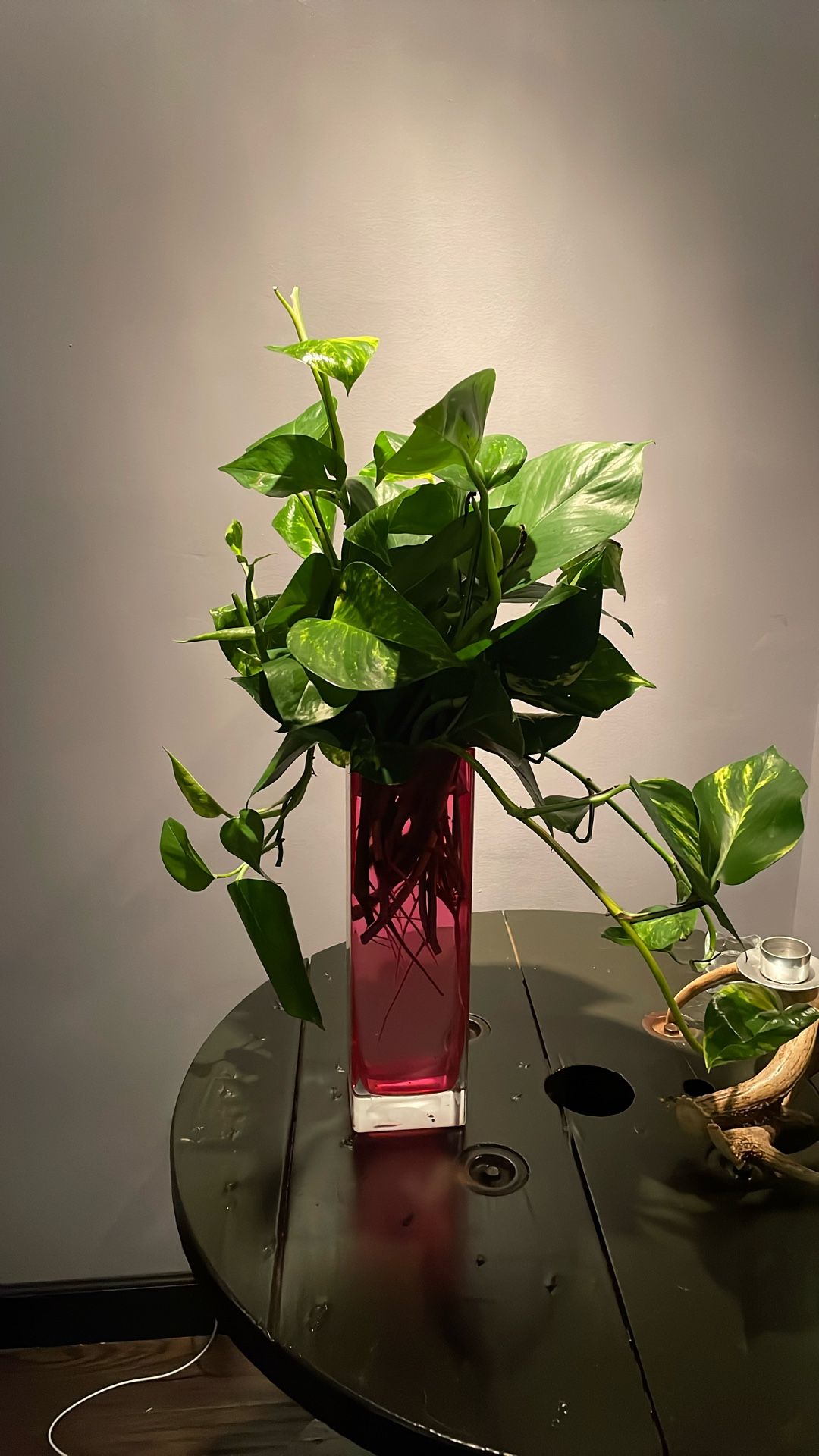 Pothos cuttings
