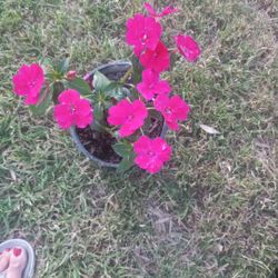 Beautiful Pink Flower Plant $6
