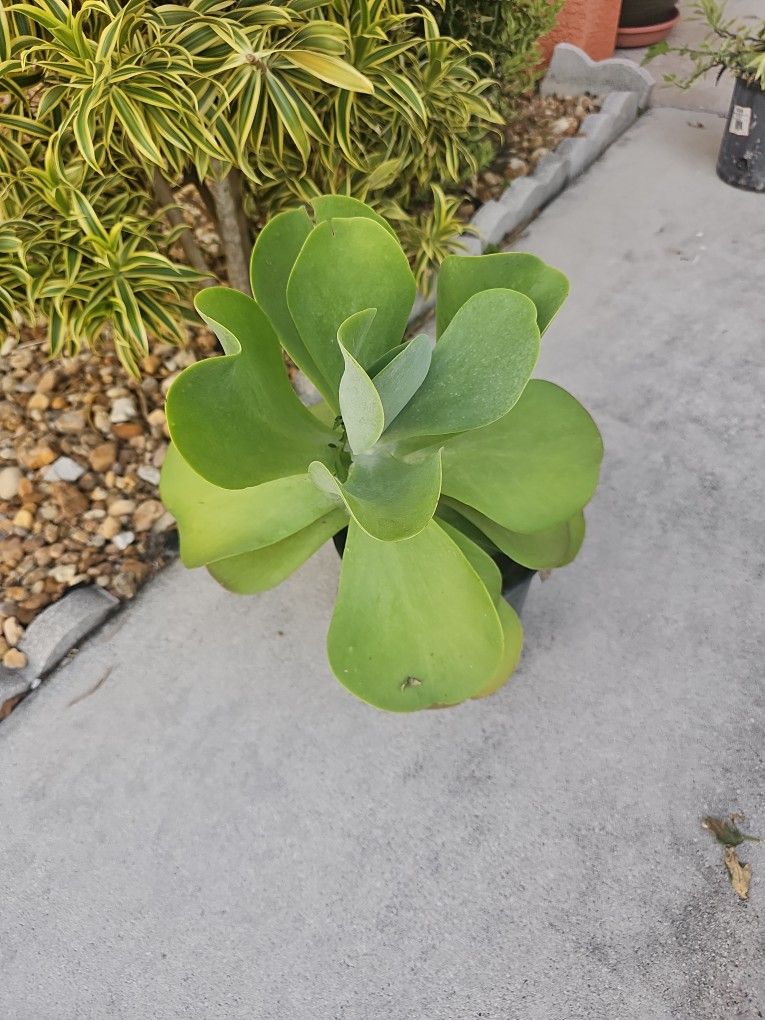 Outdoor Plant 