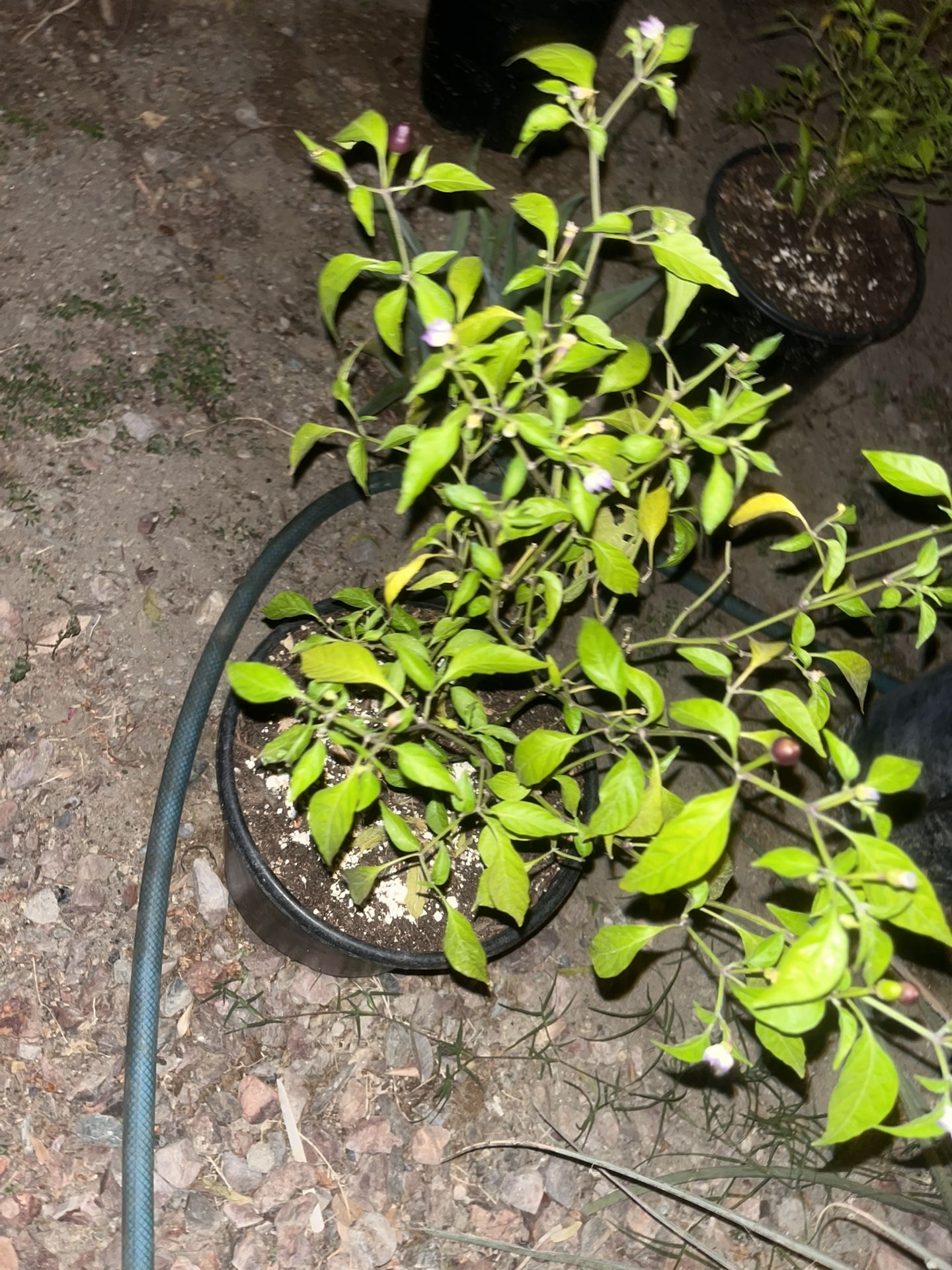 Unknown Pepper Plants But These Pepper Plants Are Very Nice And Are Good For Sauce