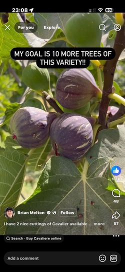 Fig Plants