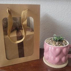 Succulent Plant Gift Set Valentine's Birthday Or Any Occasion 